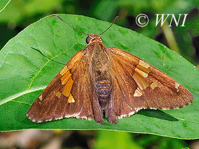 Silver-spotted Skipper (Epargyreus clarus)